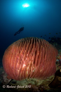 Giant Barrel Sponge-Weda Bay-Halmahera by Richard Goluch 